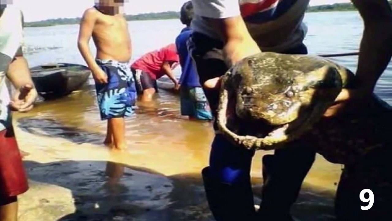 Top 20 Giant Anaconda - What is the biggest Anaconda?