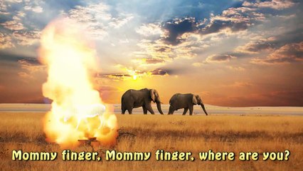 Finger Family Zebra Animal Rhymes in HD |Funny Zebra | Nursery Rhymes For Children