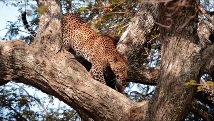 Turism tanzania costa este de Africa central