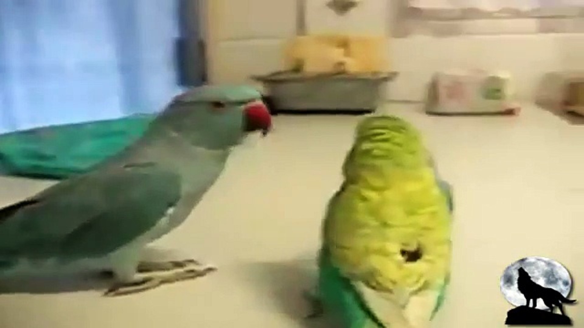 Funny animals funny animals compilation