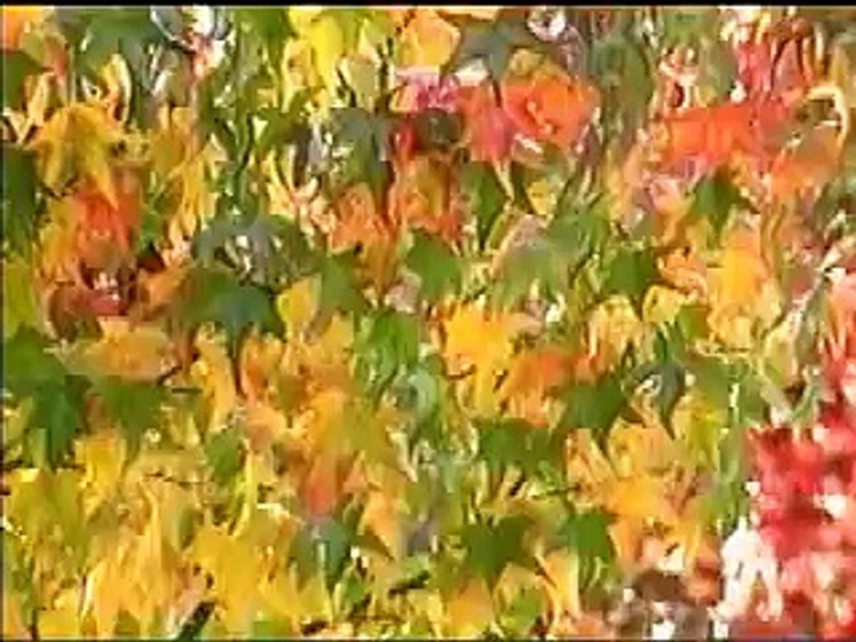 A Peace Conference organized by NPCIH Faisalabad on July 29, 2011 Part 1 - YouTube_2