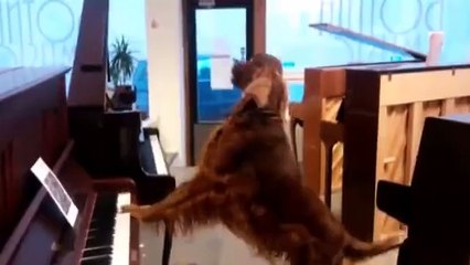 'Just trying out which piano goes best with my voice