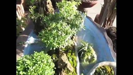 บอนไซ สวยๆ โชว์รากพ้นดิน รากเกาะหิน.. ; Bonsai ; Beautiful,Thailand.