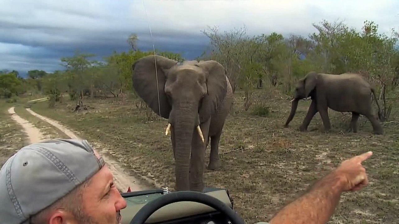3-10-16 Massiv Elephant herd with James Hendry Sunset Drive. Best moments clip.