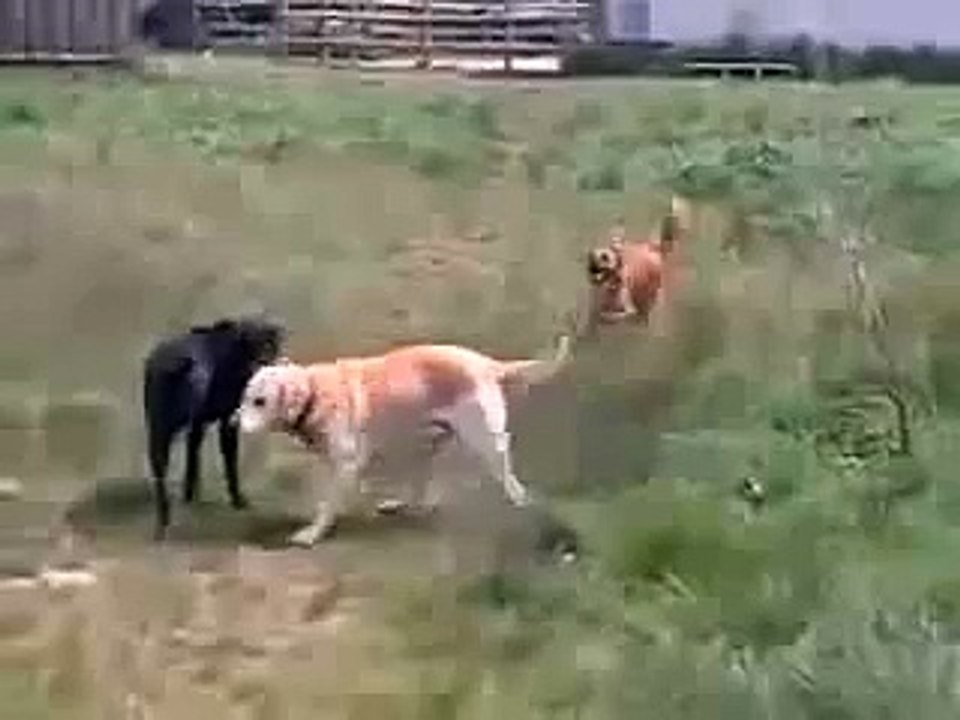 Raving Dog