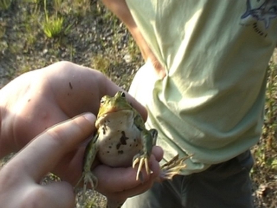 Une grenouille E.T.