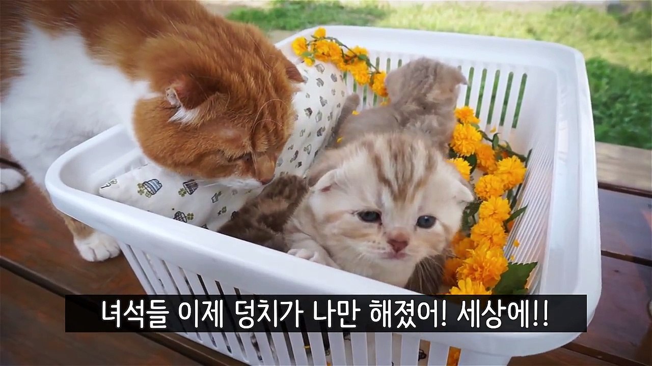 고양이 노을이의 자기소개 Cat NOELs Introduction [SURI&NOEL CATs STORY]