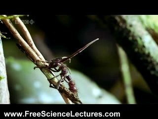 Cordyceps Fungus