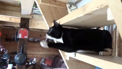 Felix The Cat ~ Im NOT Playing