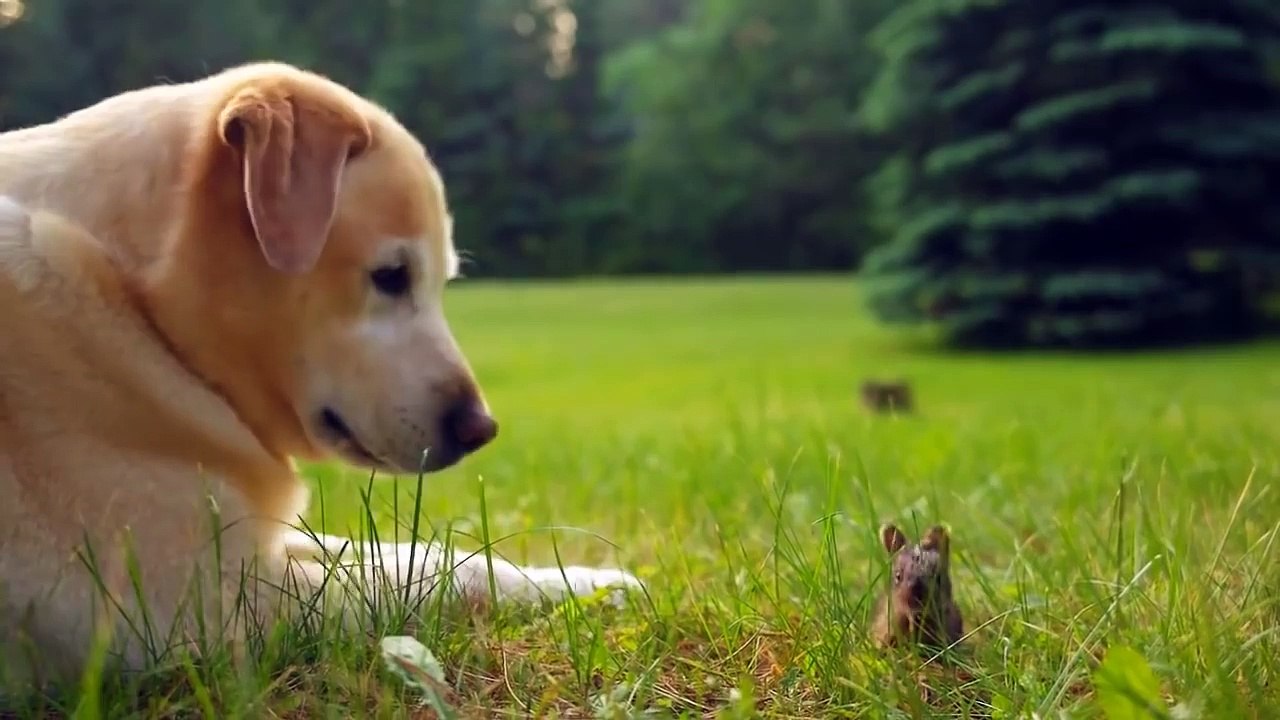 Un chien joue avec un bébé lapin. Adorable