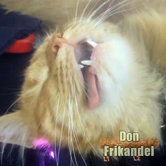 Bugging a passed out cat!