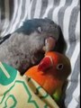 Sleping Parrot finches world....So Sweet
