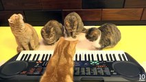 Cat Playing Keyboard キーボードで遊ぶ猫♪