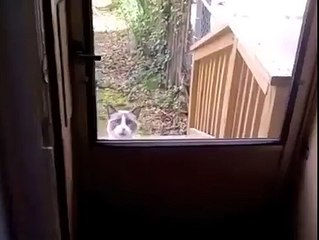 Un chat coincé dehors nous fait trop de la peine