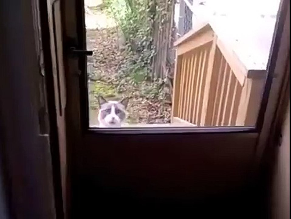 Un chat coincé dehors nous fait trop de la peine