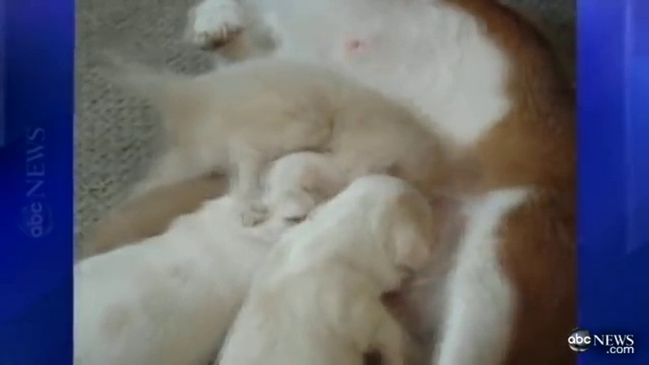 Une maman chien qui n'a eu que 2 petits dans sa portée adopte un chaton