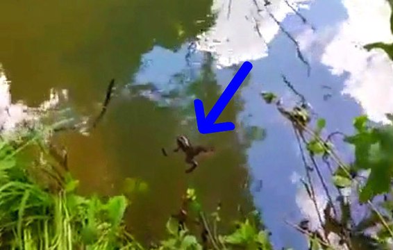 When Feeding A Cute Little Frog Goes Horribly Wrong