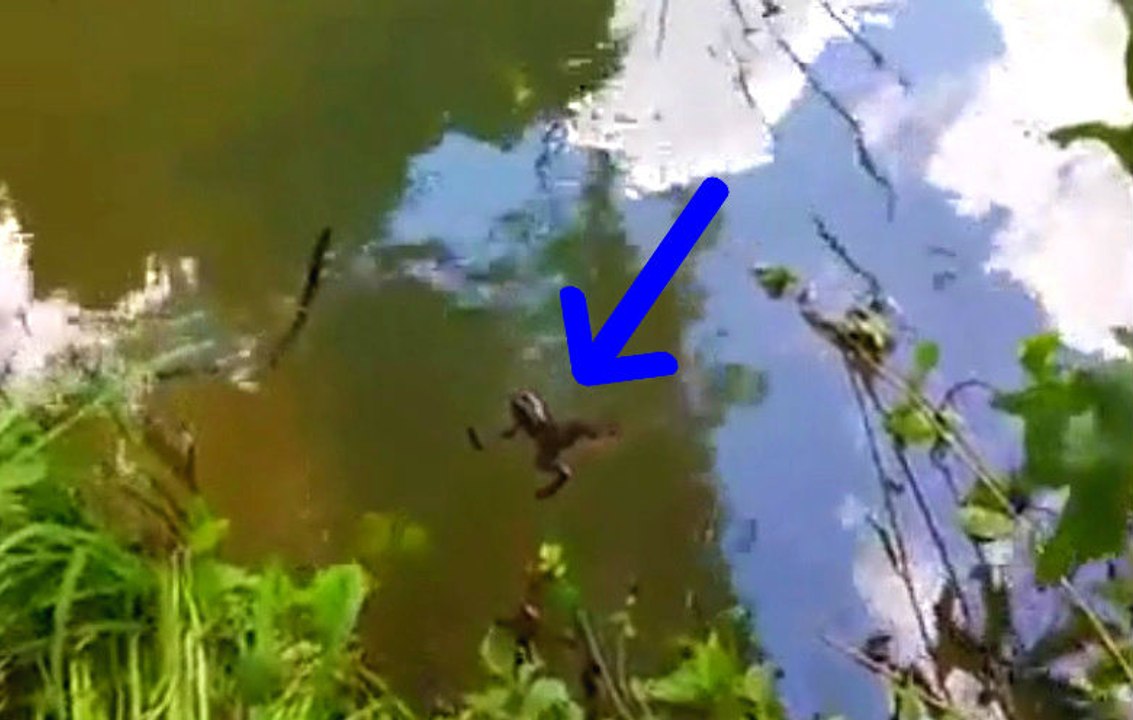 When Feeding A Cute Little Frog Goes Horribly Wrong