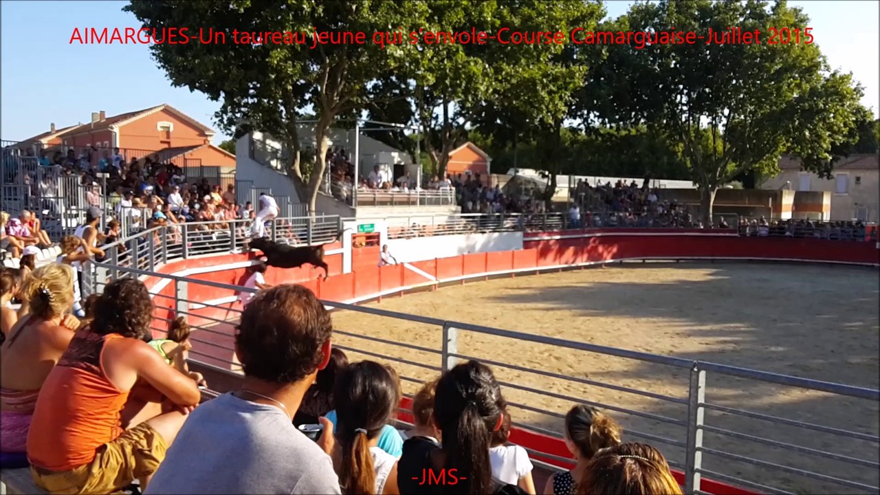 AIMARGUES-Un taureau jeune qui s'envole-course camarguaise-Juillet 2015