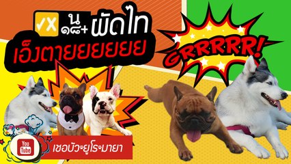 เชอบัว ยูโร มายา ตอนที่ 23  เชอบัว...หมาเล่นของ