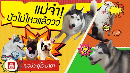 เชอบัว ยูโร มายา ตอนที่ 19  สรุป!!!  กระดูกหายไปไหน!!