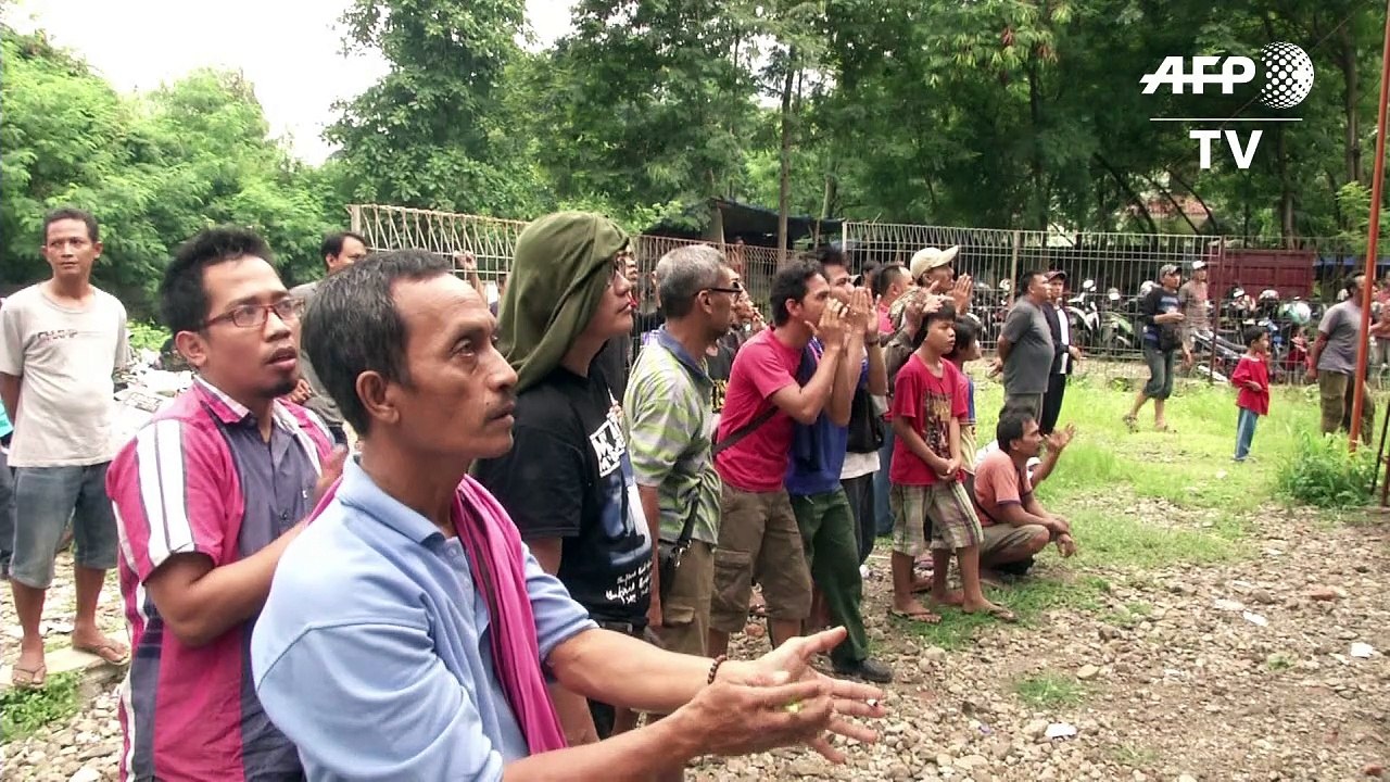 Indonesien: Vogel-Leidenschaft gefährdet Wildtiere