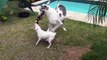 Great Danes Are Awesome: Compilation