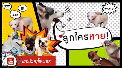 เชอบัว ยูโร มายา ตอนที่ 11  อย่าทำน้องนะ น้องไม่มีทางสู้