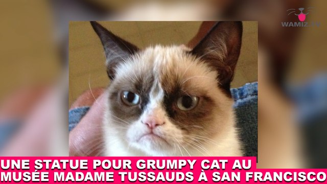 Une statue pour Grumpy Cat au musée Madame Tussauds à San Francisco ! Tout de suite dans la minute chat #155