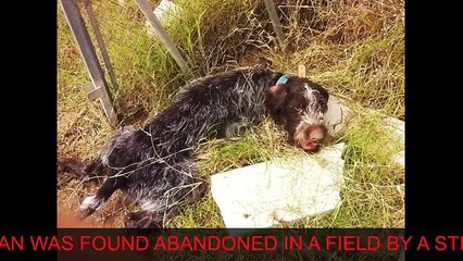 gli ex padroni lo hanno maltrattato ed è diventato paralitico. Ma guardatelo adesso...