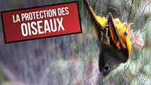 Ces chiffres alarmants montrent à quel point il est urgent de protéger les oiseaux - DES CHIFFRES ET LE MONDE