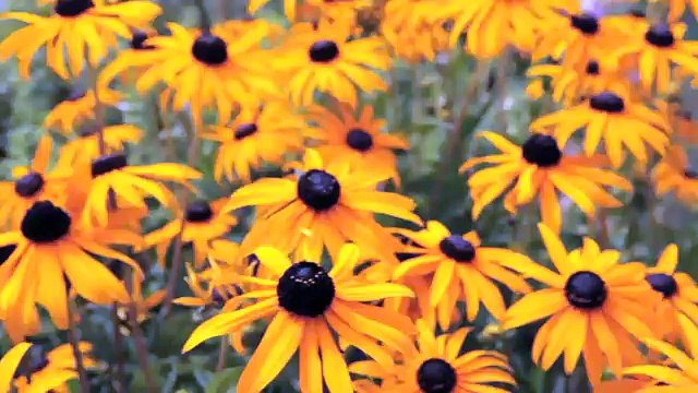 Improve Marketing Strategy By Creating Web Video production From VCM Interactive