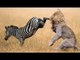 Zebra attack and kill lion- lion severely injured on zebra attack