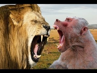 Lion vs Baboon. Lion Kill Baboon Lion Attack