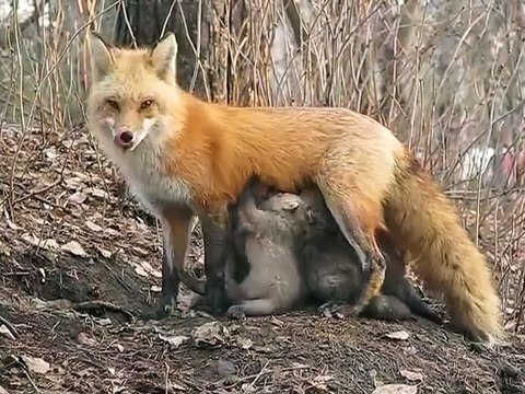 Une maman reste une maman : une renarde nourrit des bébés qui ne sont pas les siens