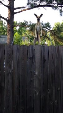 Un chien très très curieux veux voir ce qu'il y a derrière le mur. Hilarant