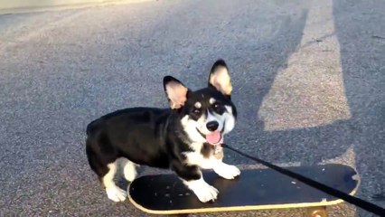 How a Corgi puppy learns to ride a skateboard
