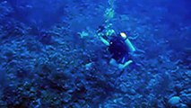 Diver nearly misses once in a lifetime encounter