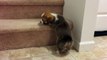 Corgi puppy meets biggest challenge yet: The stairs!