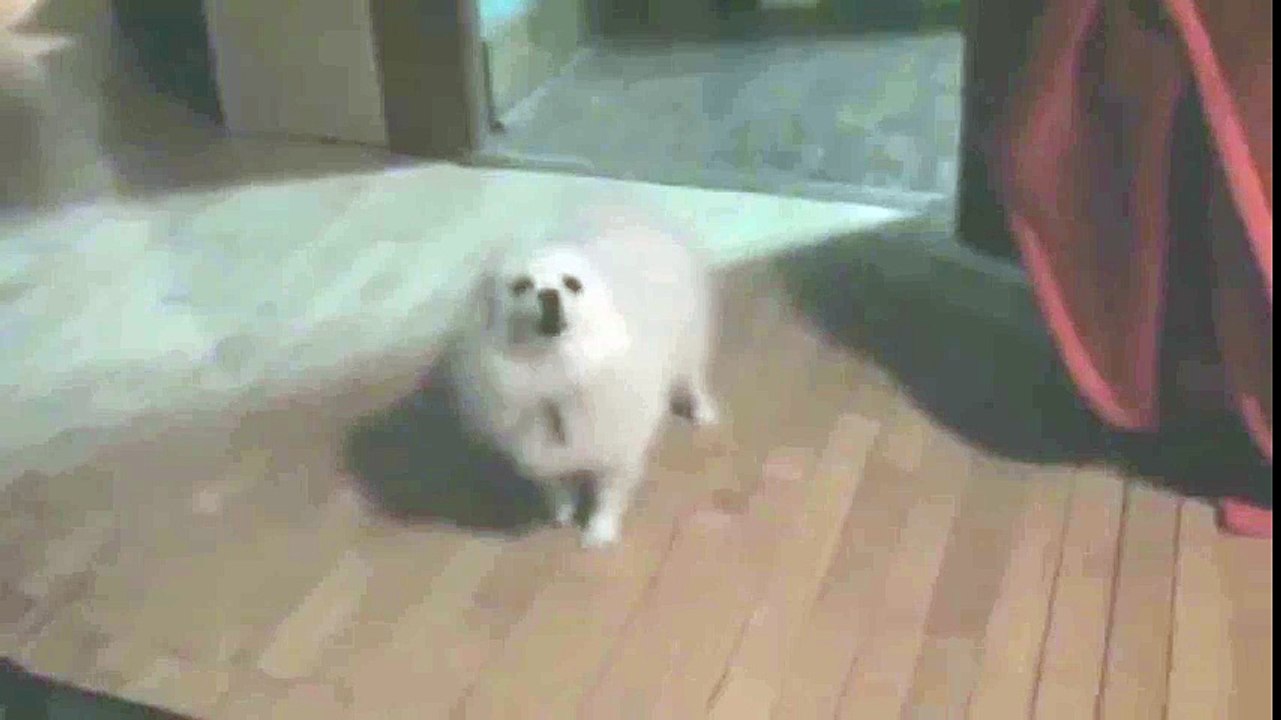 dog blood