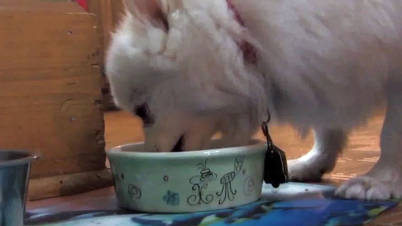dog ending
