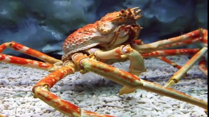 Biggest Sea Creatures in the World - Top 10