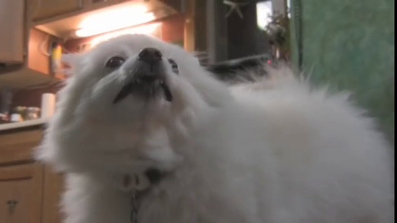 dog vid