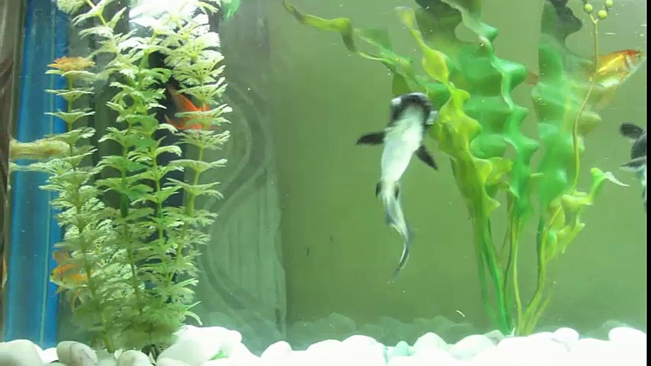 VASTU - Fish aquarium