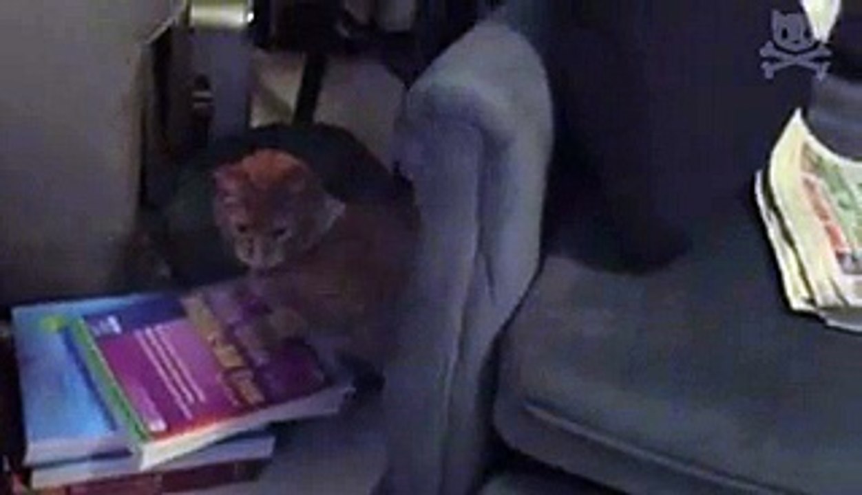 Poor Cat is Having a BadTrip