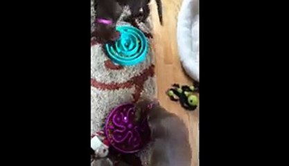 Puppies Bump Into Each Other While Circling Food Bowls