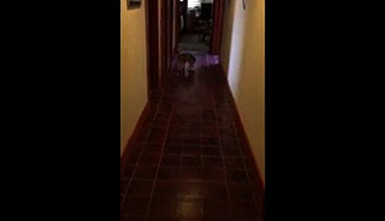 Puppy Gets Head Stuck In Tissue Box