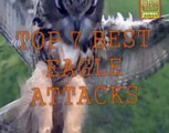 Eagle Attacks (GRIZZLY,KANGAROO...& MAN)