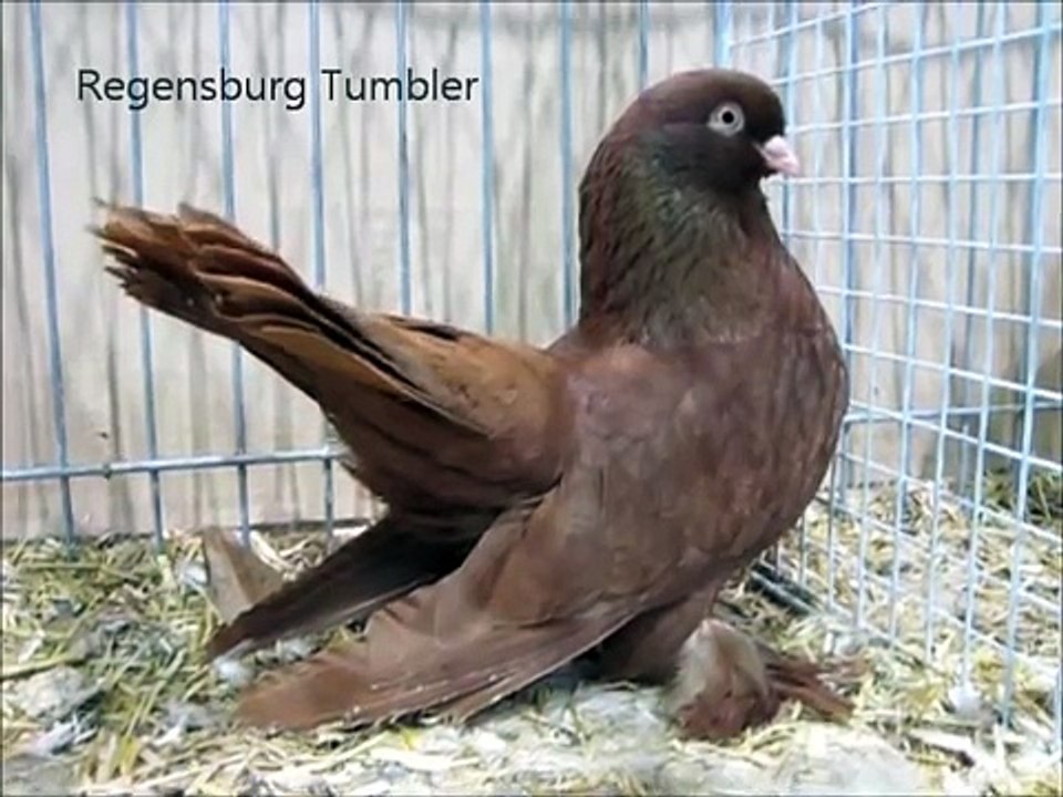 Fancy Pigeon Breeds R