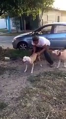 Dog A Perfect Piece Of Work